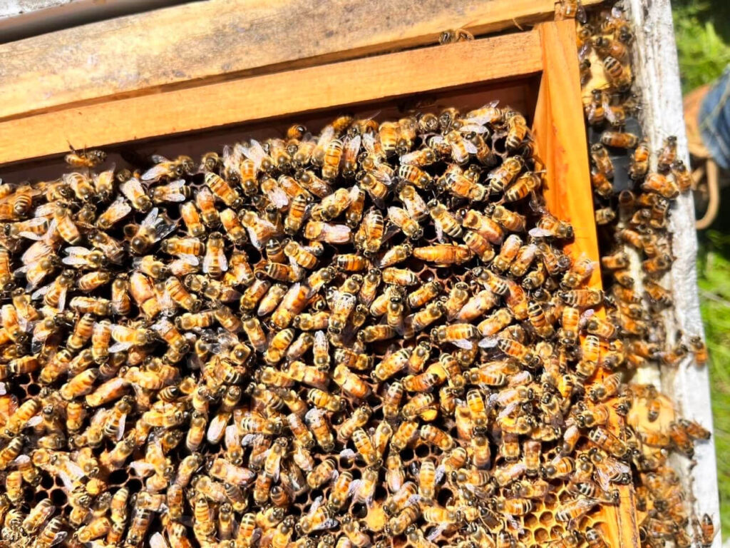 Bees from Dividing Creek Farm hives